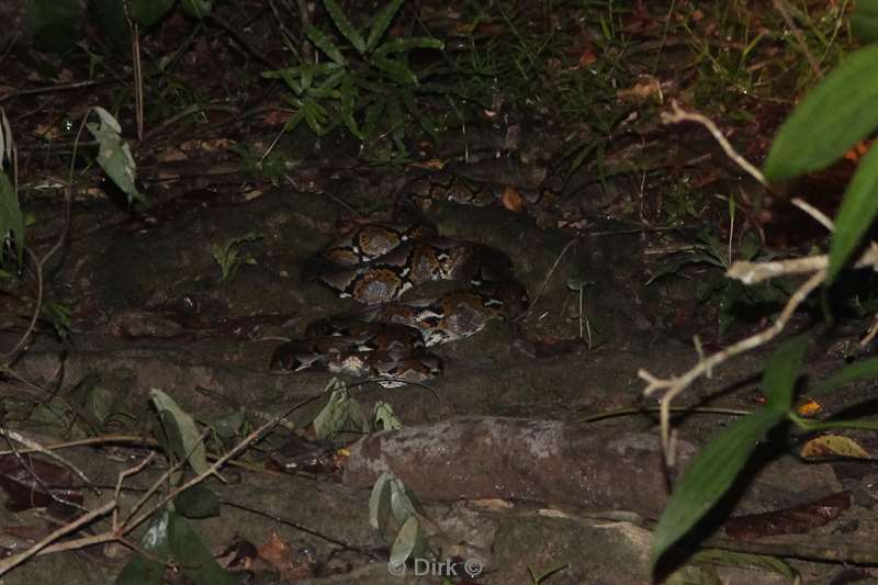 maleisie borneo kinabatangan rivier phyton