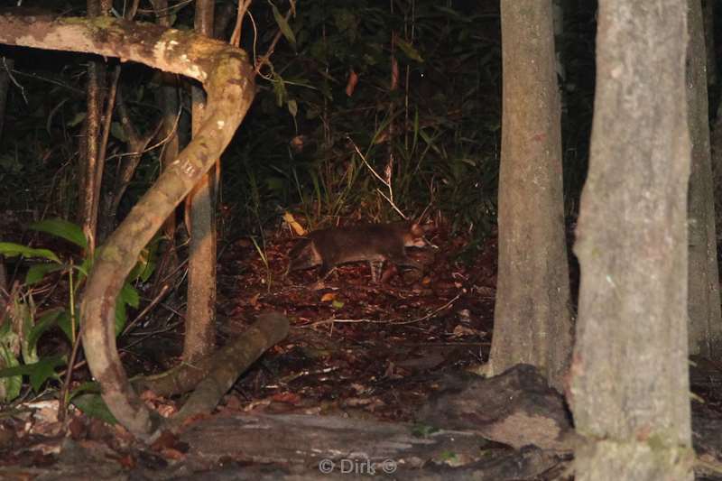 maleisie borneo kinabatangan rivier platkopkat