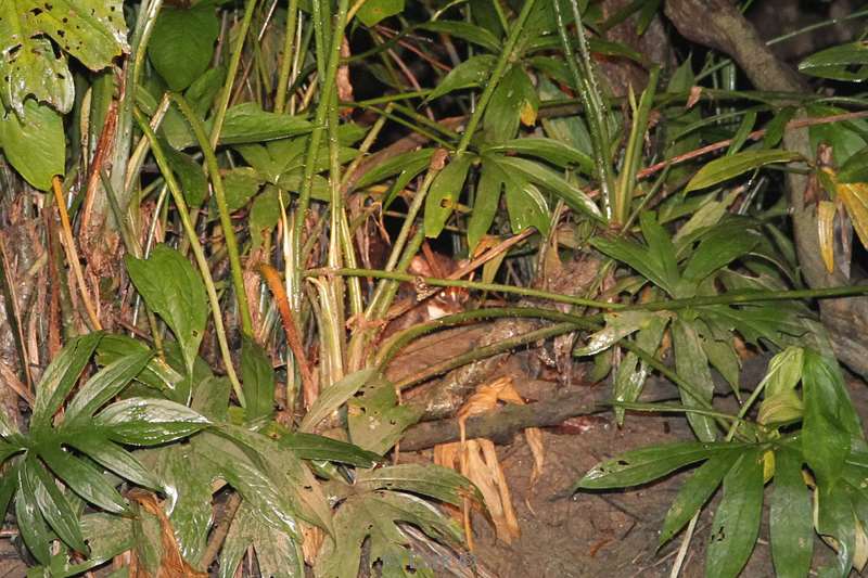 maleisie borneo kinabatangan rivier platkopkat