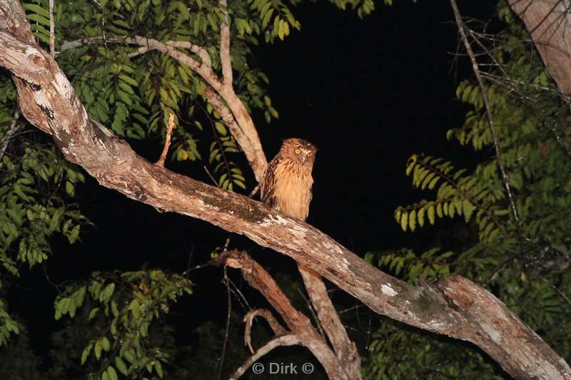 maleisie borneo kinabatangan rivier uil