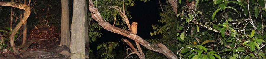 borneo night kinabatangan river cruise wildlife