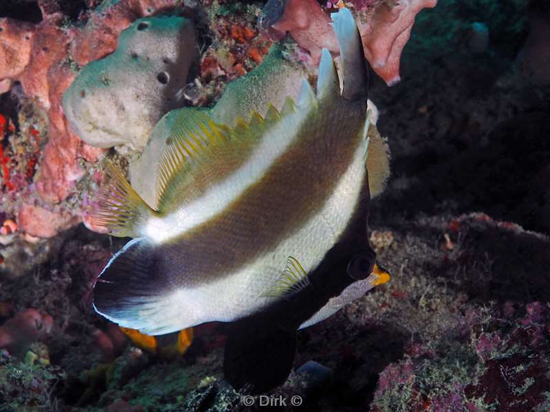 duiken mabul pennant bannerfish