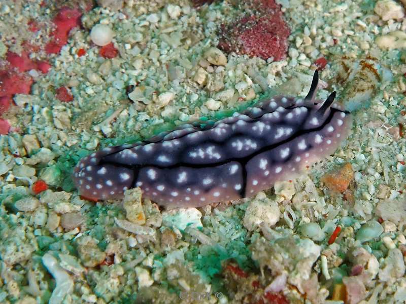 duiken mabul phyllidiopsis nudibranch