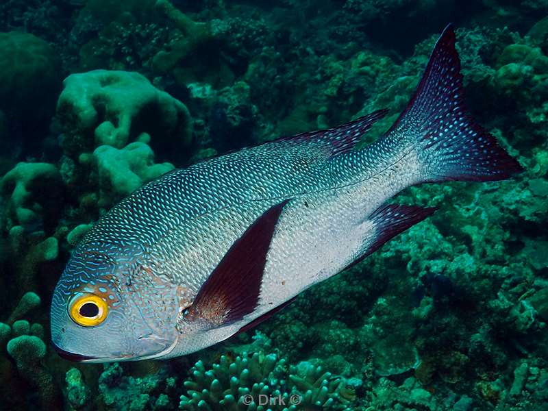 sipadan pinjalo snapper