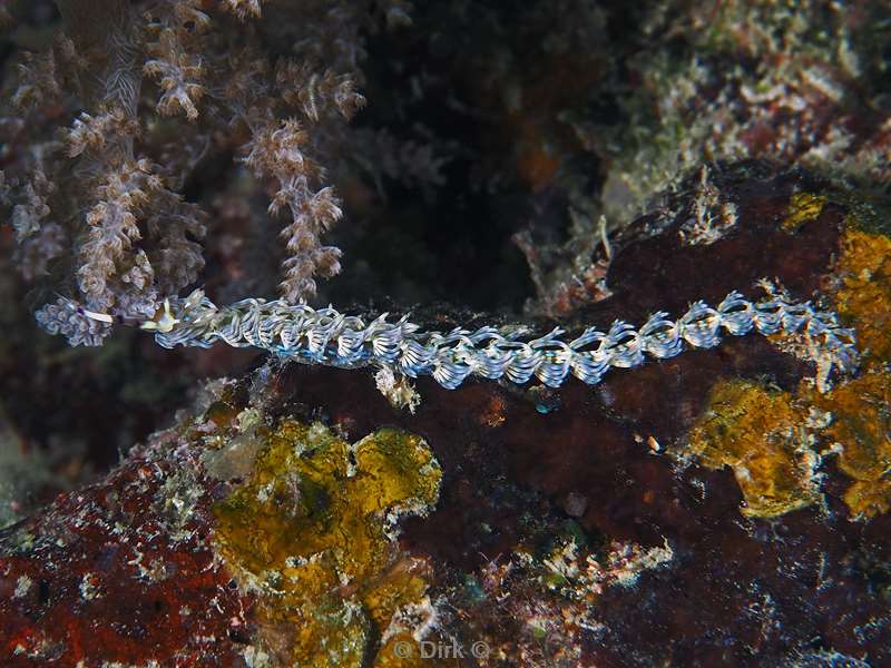 duiken mabul pteraeolidia ianthina nudibranch