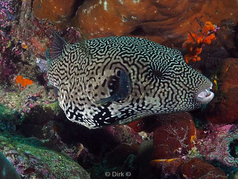 duiken mabul kapalan pufferfish