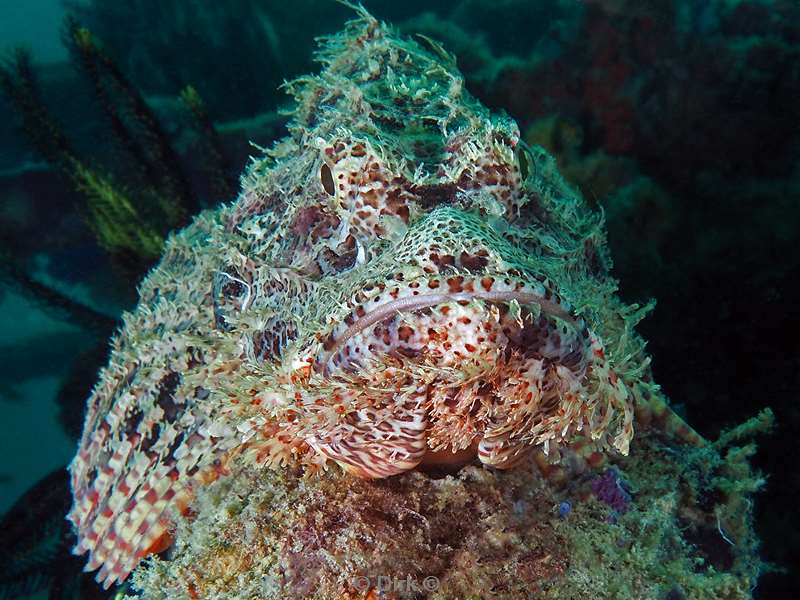 duiken mabul kapalai scorpionfish