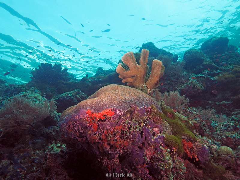 duiken sipadan sea bottem