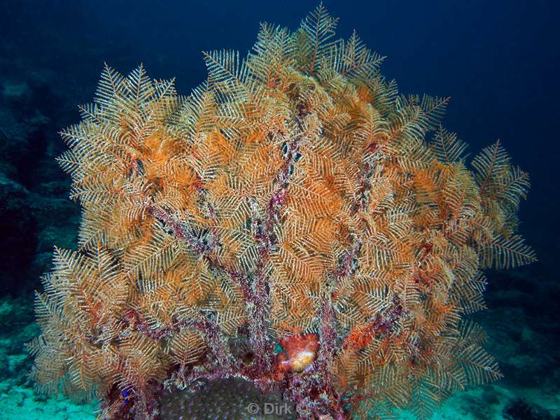 duiken mabul kapalai sea fan