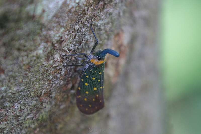 borneo sepilok bug