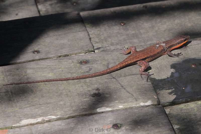 borneo sepilok hagedis