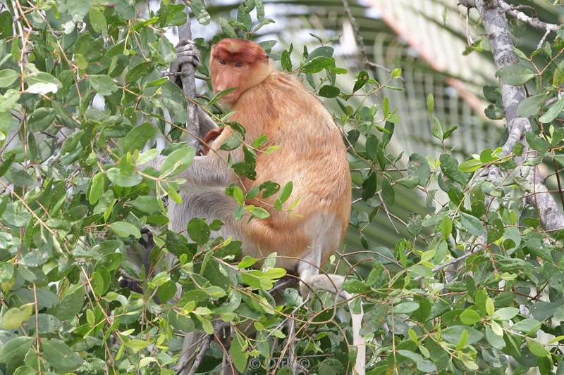 maleisie borneo sepilok rainforest discovery center