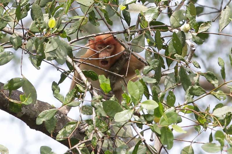 maleisie borneo sepilok rainforest discovery center