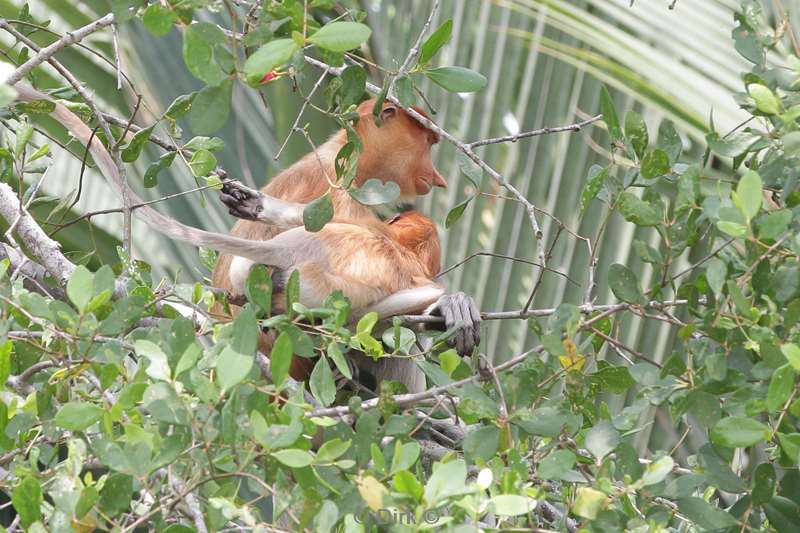 maleisie borneo sepilok rainforest discovery center