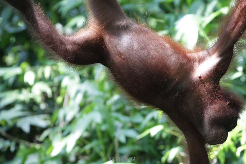 borneo sepilok orangutan rehabilitation centre