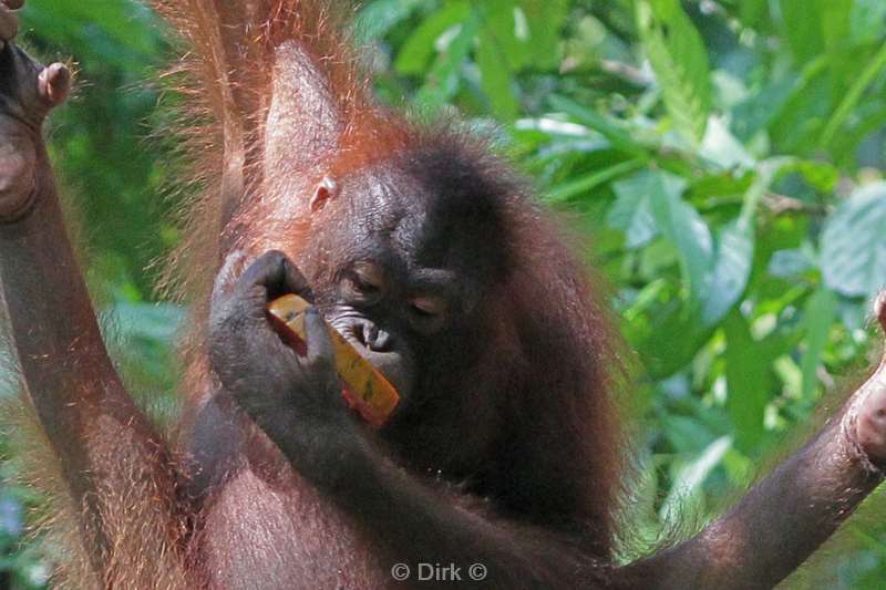 borneo sepilok orangutan rehabilitation centre