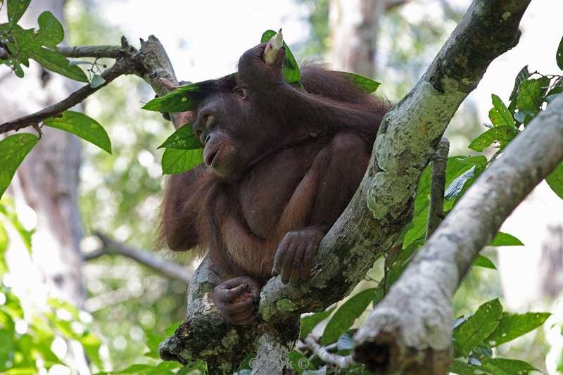 borneo sepilok orangutan rehabilitation centre