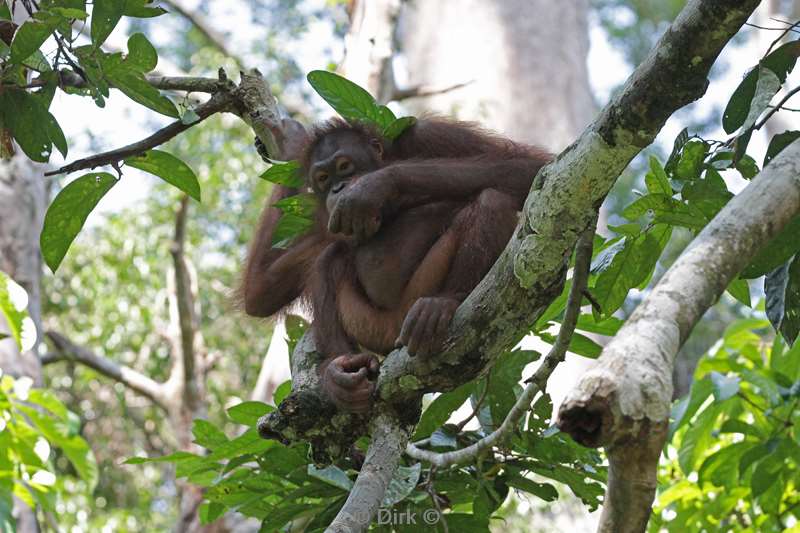 borneo sepilok orang utan rehabilitation centre