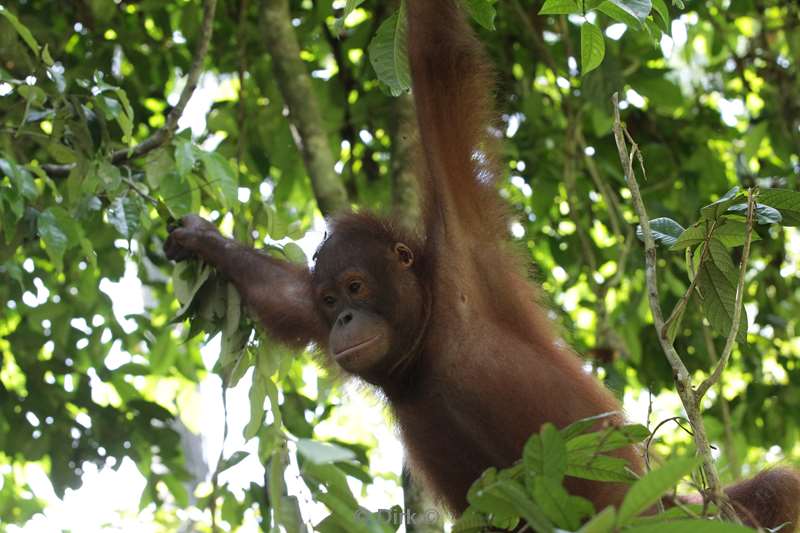 borneo sepilok orangutan rehabilitation centre