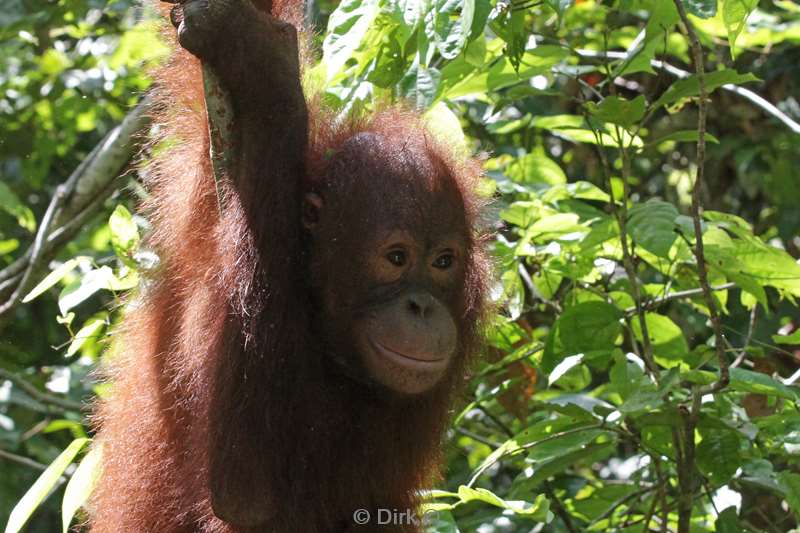 borneo sepilok orangutan rehabilitation centre