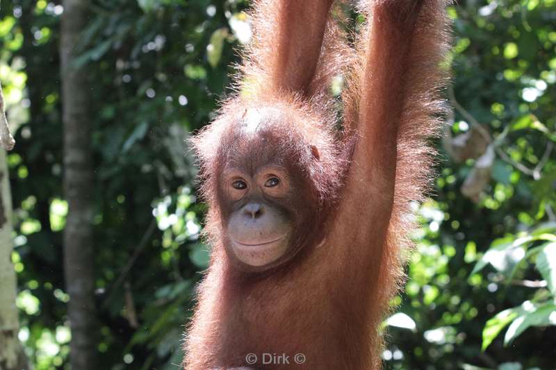 borneo sepilok orang utan rehabilitation centre