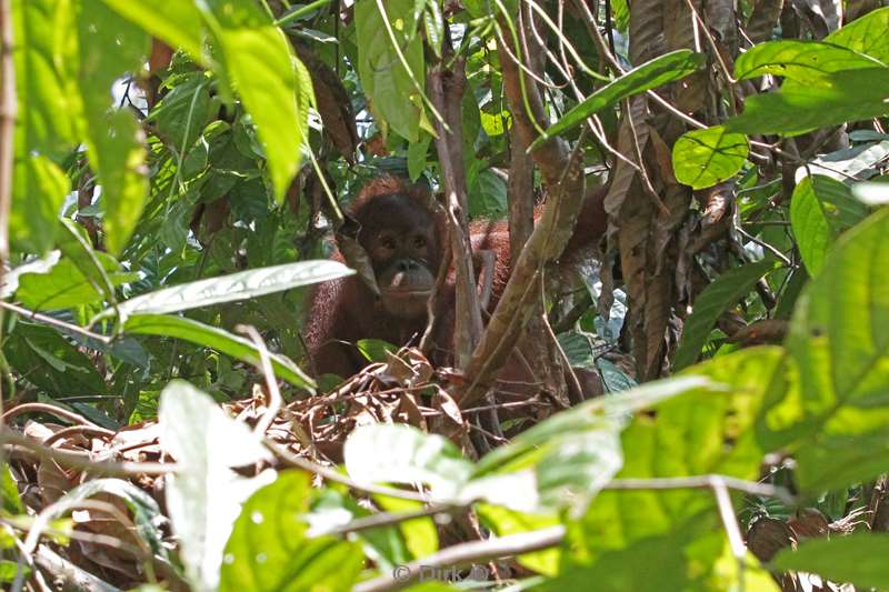 borneo sepilok orangutan rehabilitation centre