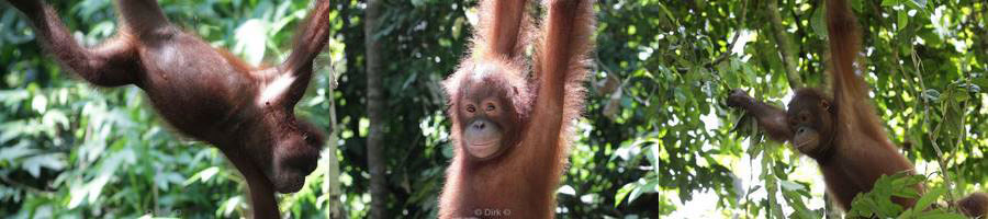 borneo sepilok orangutan rehabilitation centre