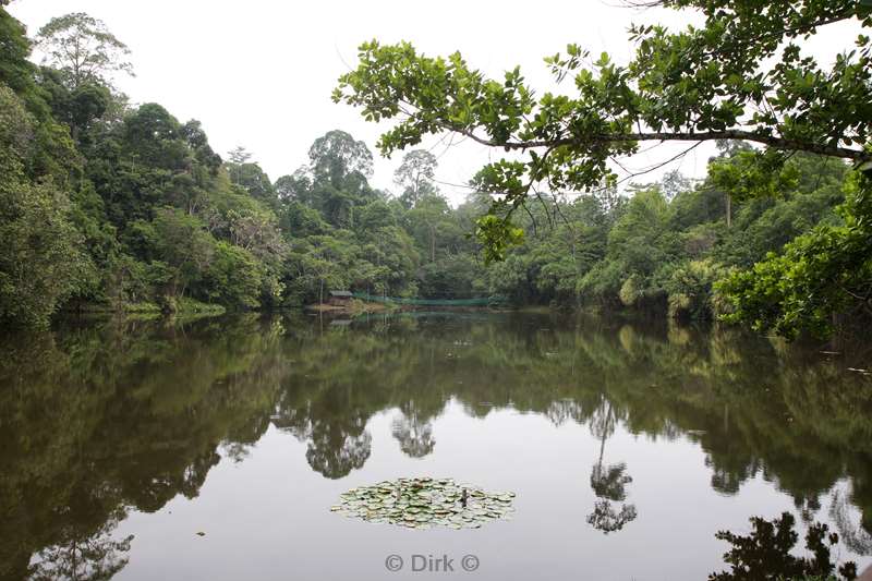 maleisie borneo sepilok rainforest discovery center