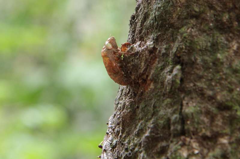 malaysia borneo sepilok rainforest discovery center