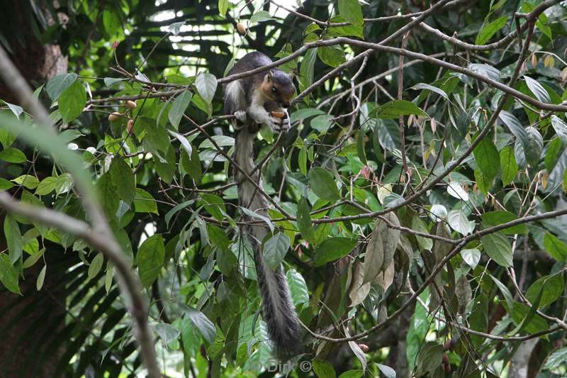 malaysia borneo sepilok rainforest discovery center