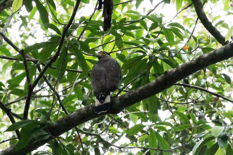 maleisie borneo sepilok rainforest discovery center