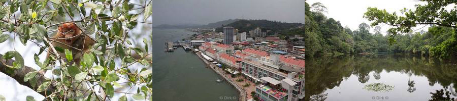 borneo rainforest discovery center sepilok