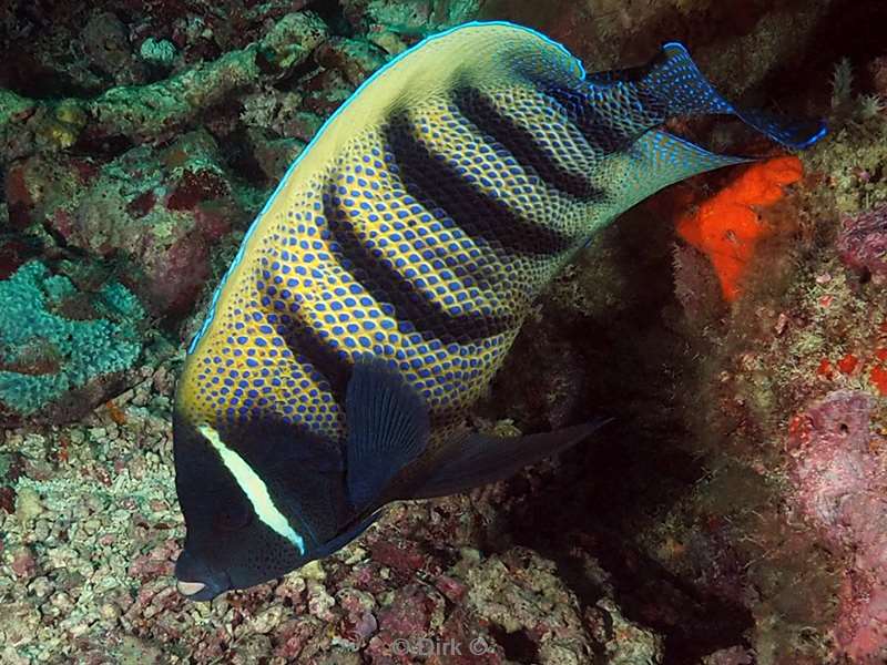 sipadan six banded angelfish