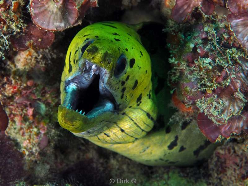 duiken mabul kapalai spotted face moray