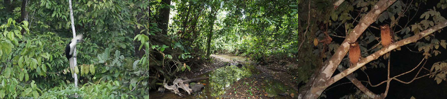 borneo tabin wildlife reserve