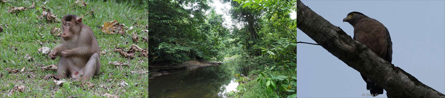 borneo tabin wildlife reserve