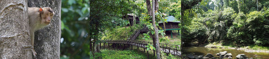 borneo tabin wildlife reserve