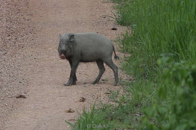maleisie borneo tabin wildlife reserve bearded pig.