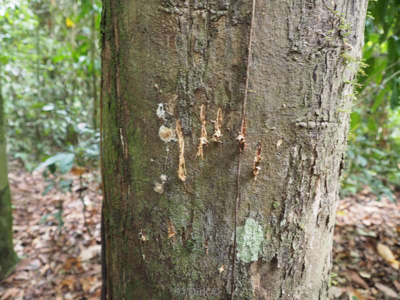 malaysia borneo tabin wildlife reserve bears track