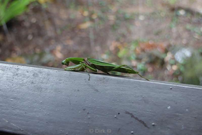 maleisie borneo tabin wildlife reserve bidsprinkhaan