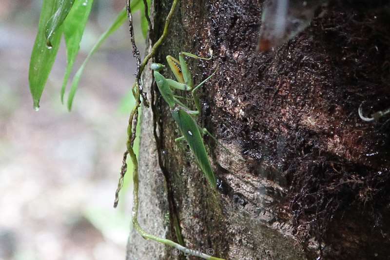 malaysia borneo tabin wildlife reserve bidsprinkhaan