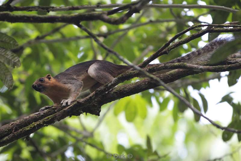 maleisie borneo tabin wildlife reserve gaint squirrel