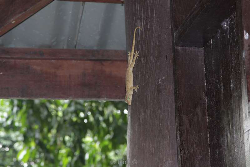 maleisie borneo tabin wildlife reserve gekko