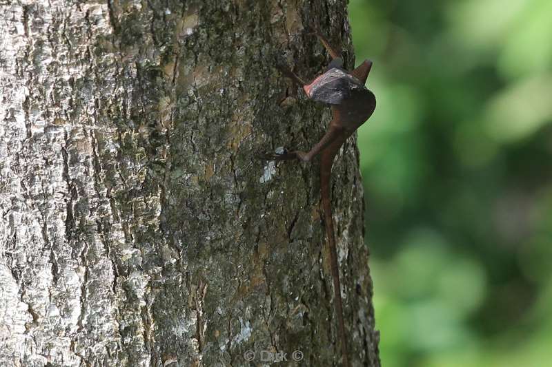 maleisie borneo tabin wildlife reserve hagedis