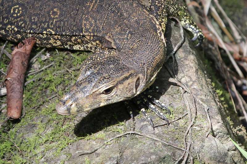 malaysia borneo hotel tabin wildlife reserve lizard