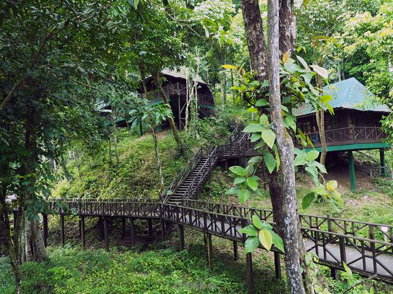 maleisie borneo tabin wildlife reserve hotel