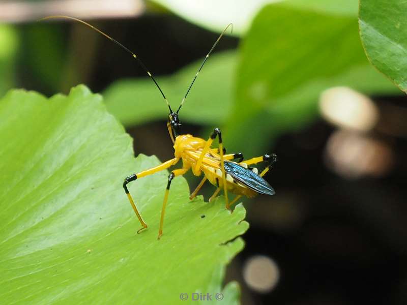 maleisie borneo tabin wildlife reserve insect