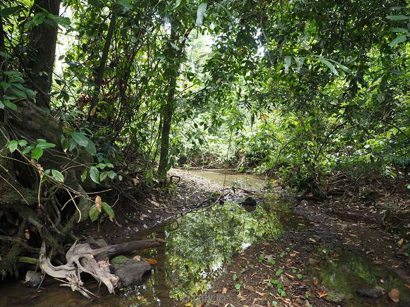 malaysia borneo tabin wildlife reserve jungle