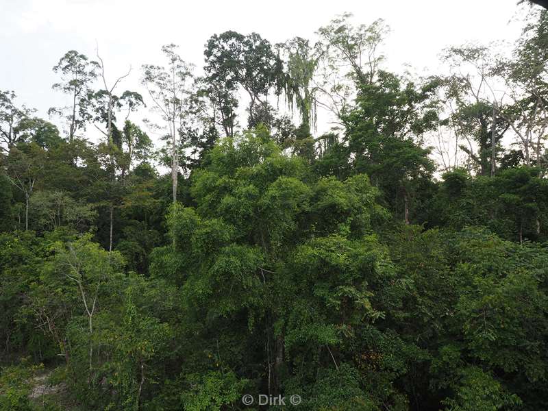 maleisie borneo tabin wildlife reserve jungle