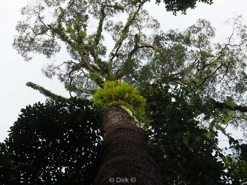 malaysia borneo tabin wildlife reserve jungle